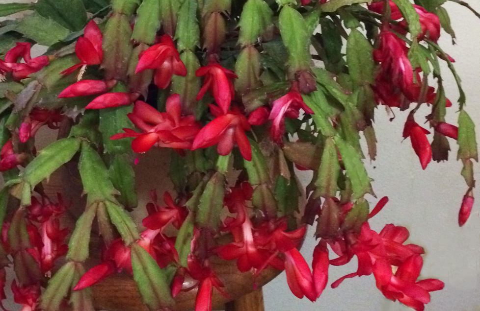 Care Of Old Christmas Cactus Caring For Your Christmas Cactus Backbone Valley Nursery