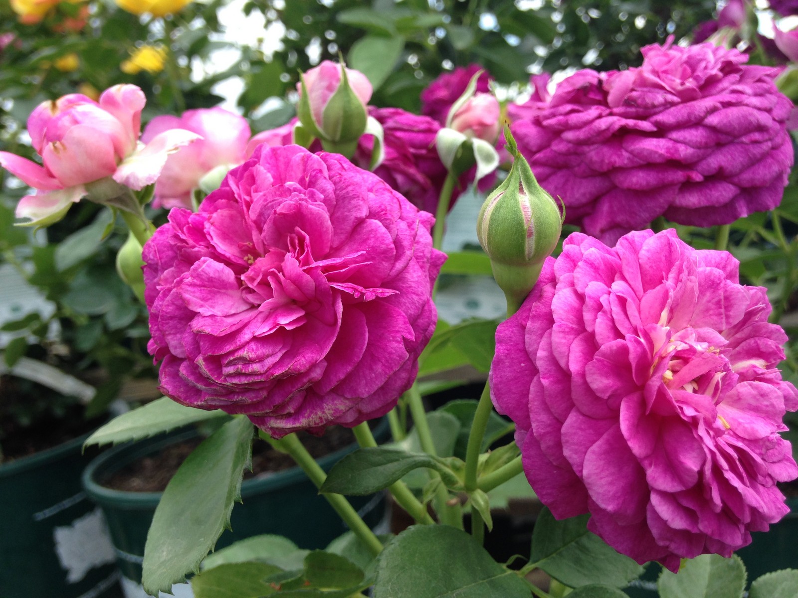 Growing Roses Varieties and Culture Backbone Valley Nursery