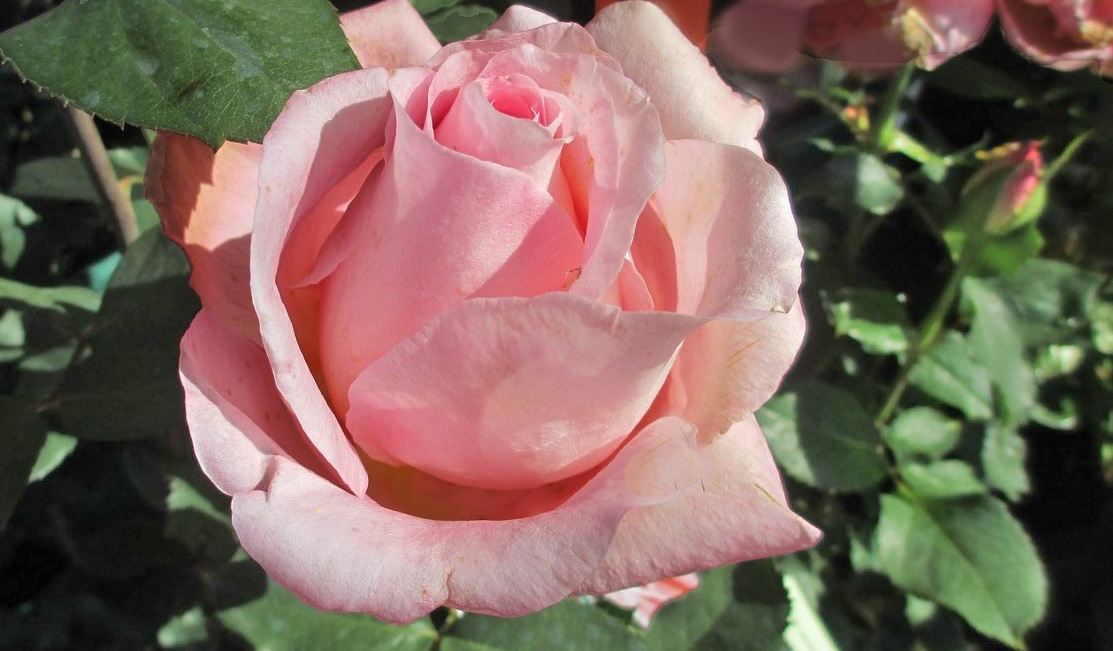 rose Backbone Valley Nursery