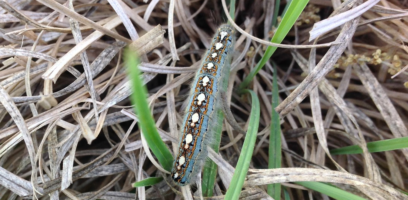 Pecan Caterpillars Backbone Valley Nursery