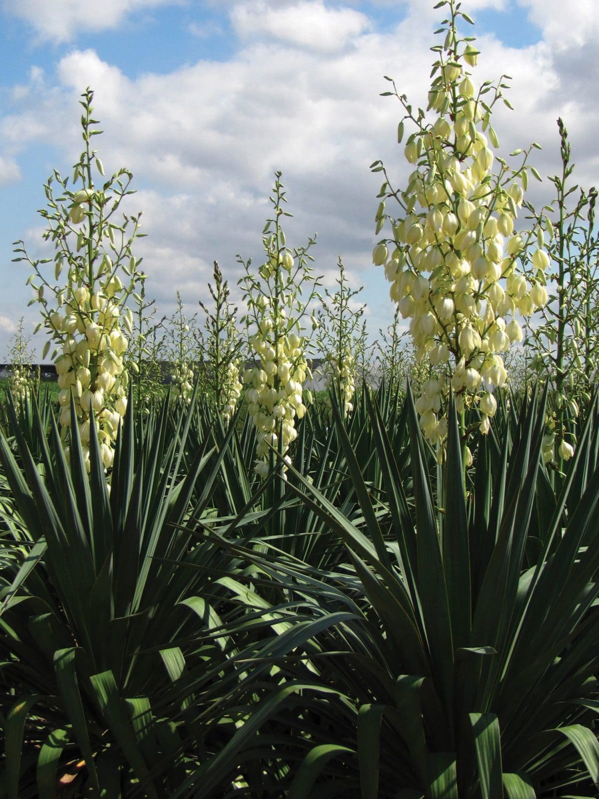 SOFT LEAF YUCCA Backbone Valley Nursery