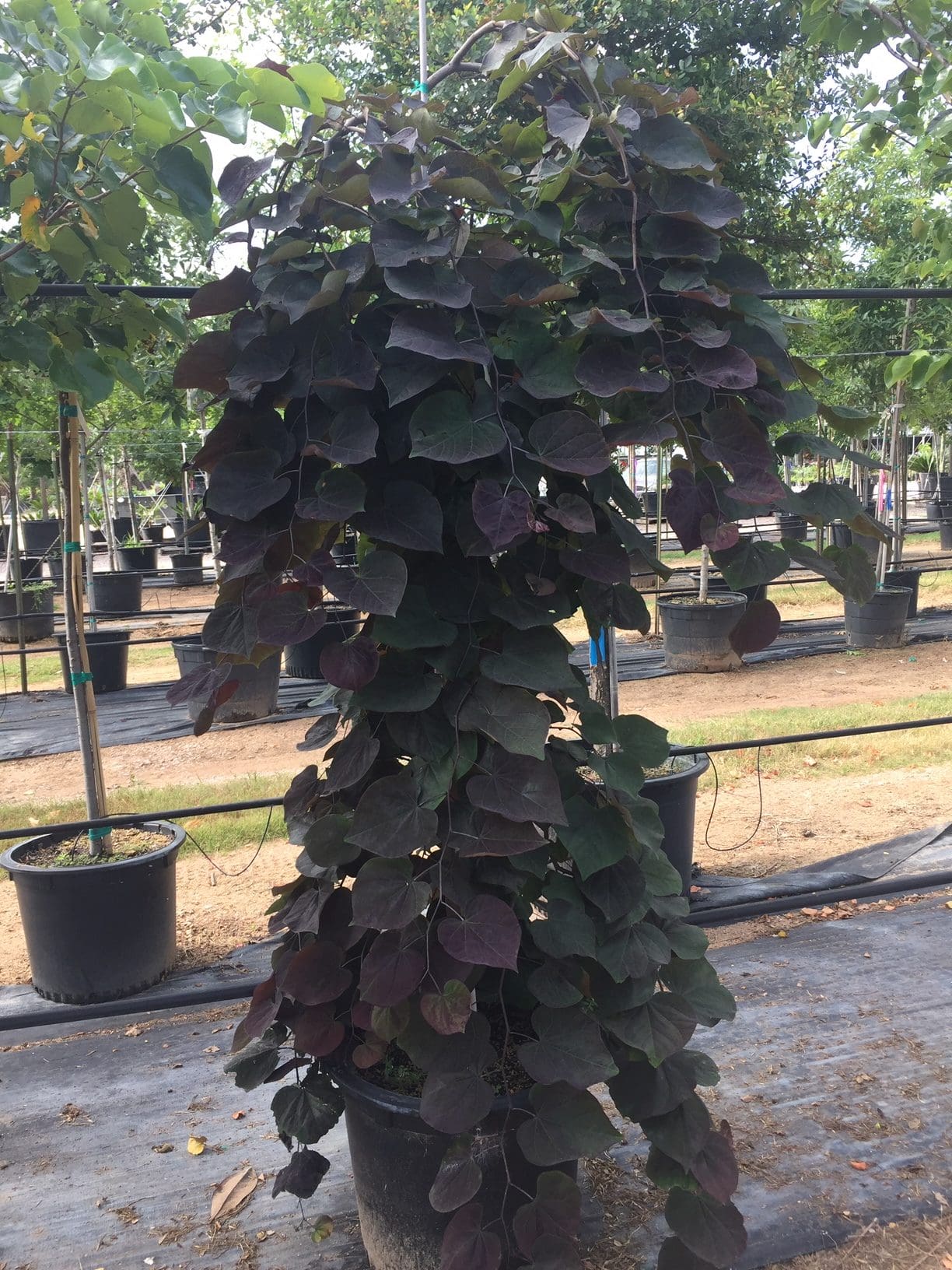Ruby Falls Weeping Redbud