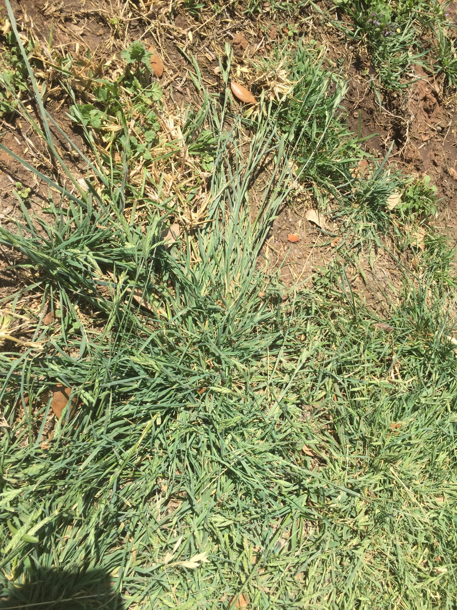 rescuegrass Backbone Valley Nursery