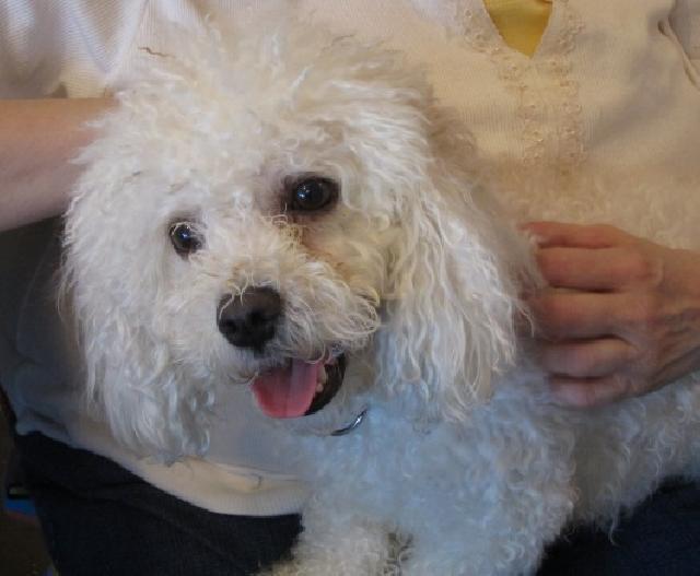 Why Do Bichons Noses Turn Pink