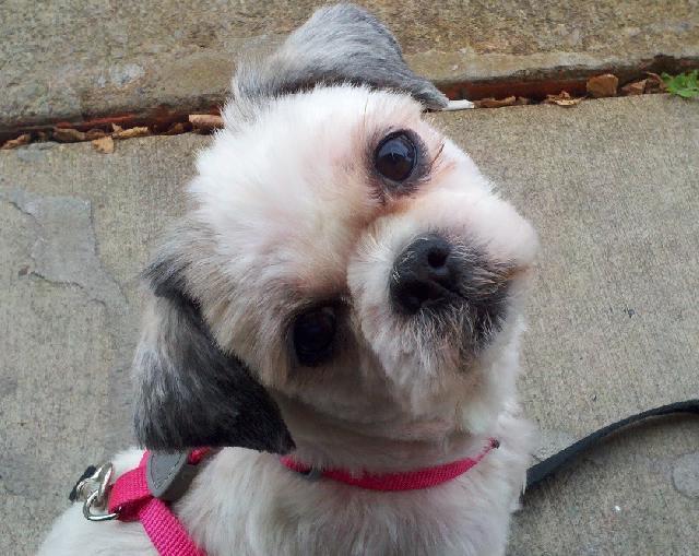 Buffalo Pug & Small Breed Rescue, Inc.