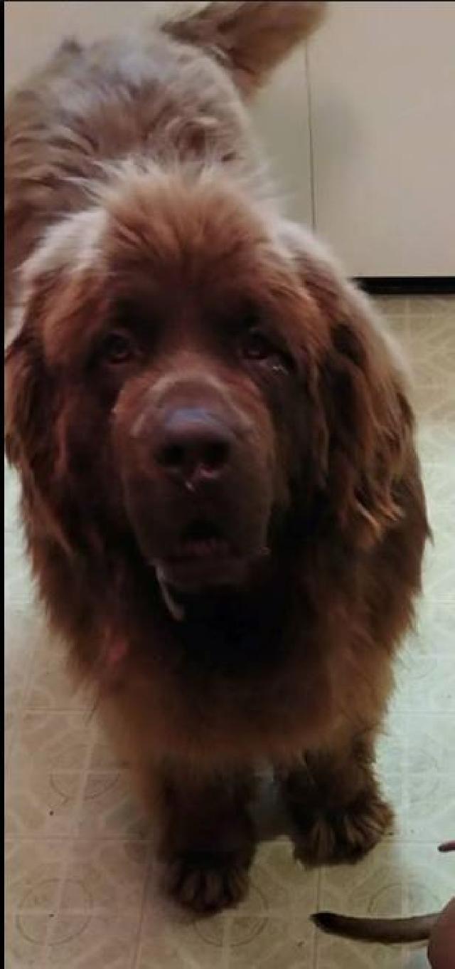 Buffalo Pug & Small Breed Rescue, Inc.