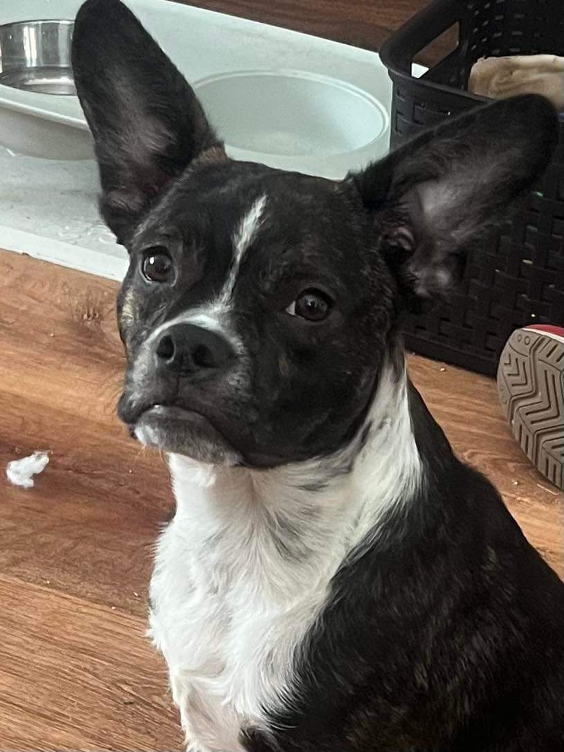 Buffalo Pug & Small Breed Rescue, Inc.