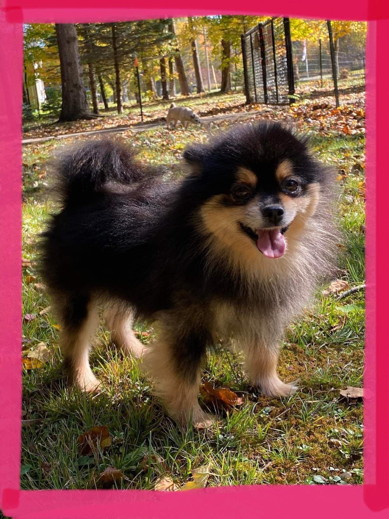 Buffalo Pug & Small Breed Rescue, Inc.