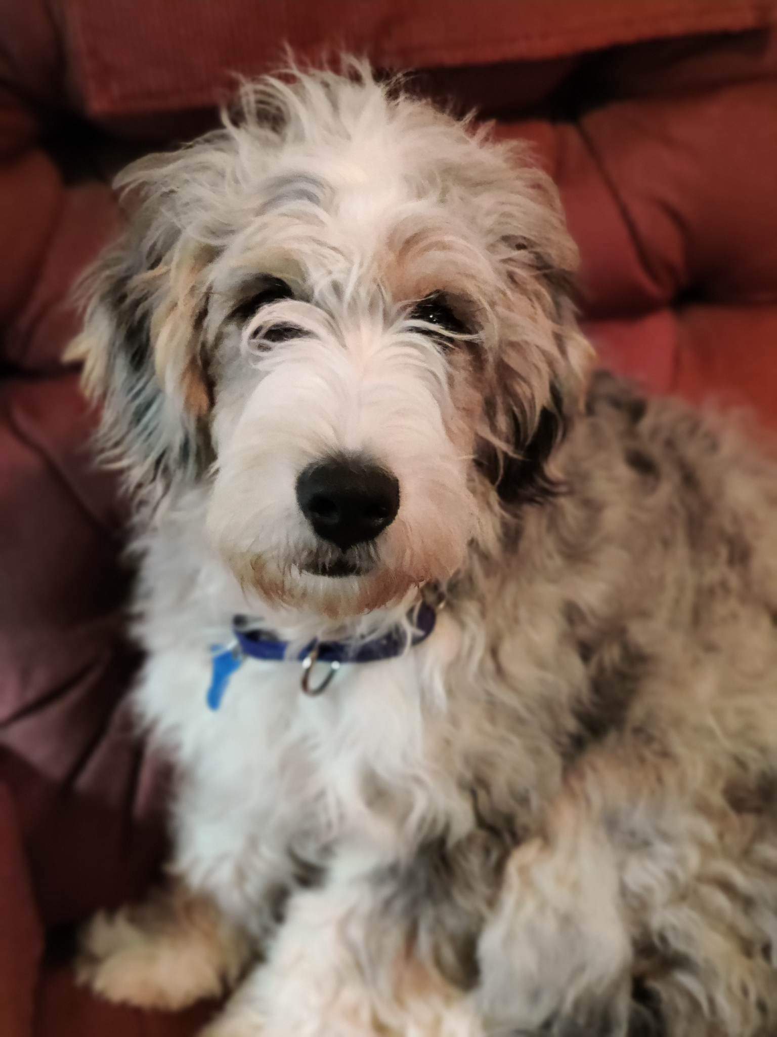 Buffalo Pug & Small Breed Rescue, Inc.