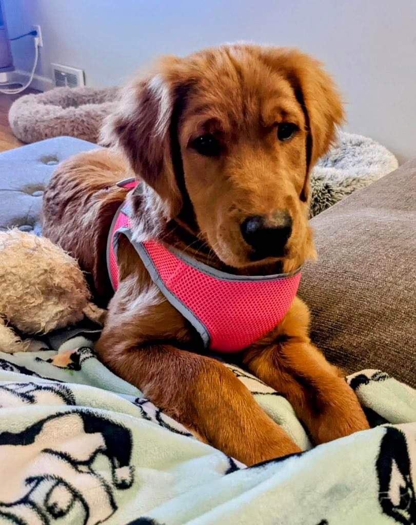 Buffalo Pug & Small Breed Rescue, Inc.