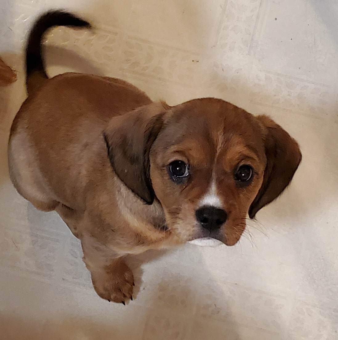 Buffalo Pug & Small Breed Rescue, Inc.