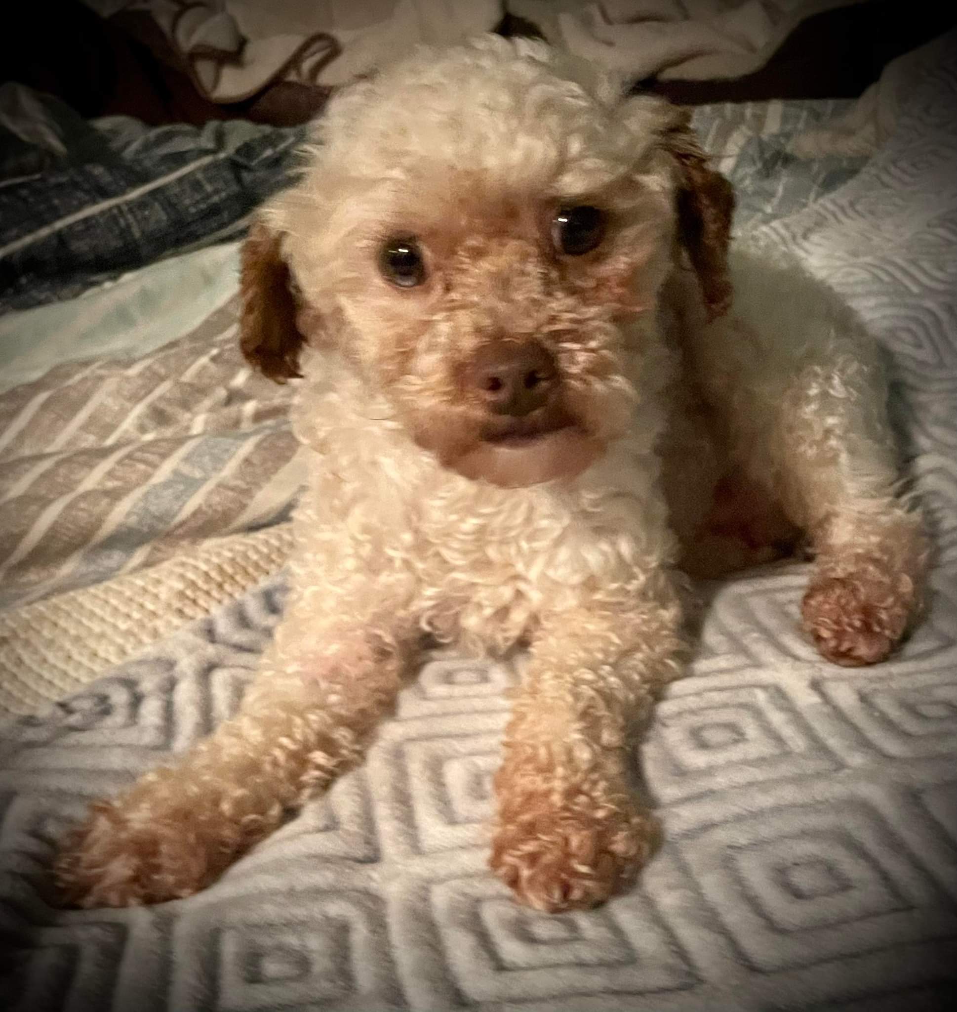 Buffalo Pug & Small Breed Rescue, Inc.