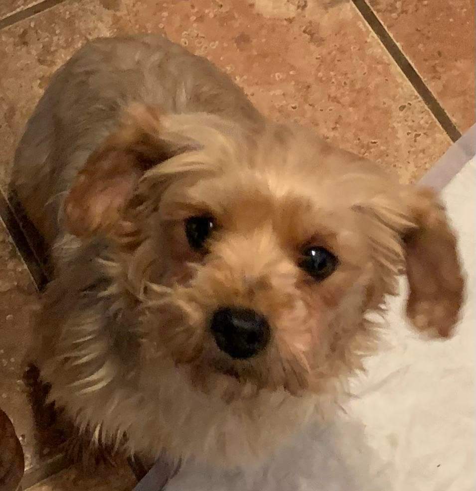 Buffalo Pug & Small Breed Rescue, Inc.