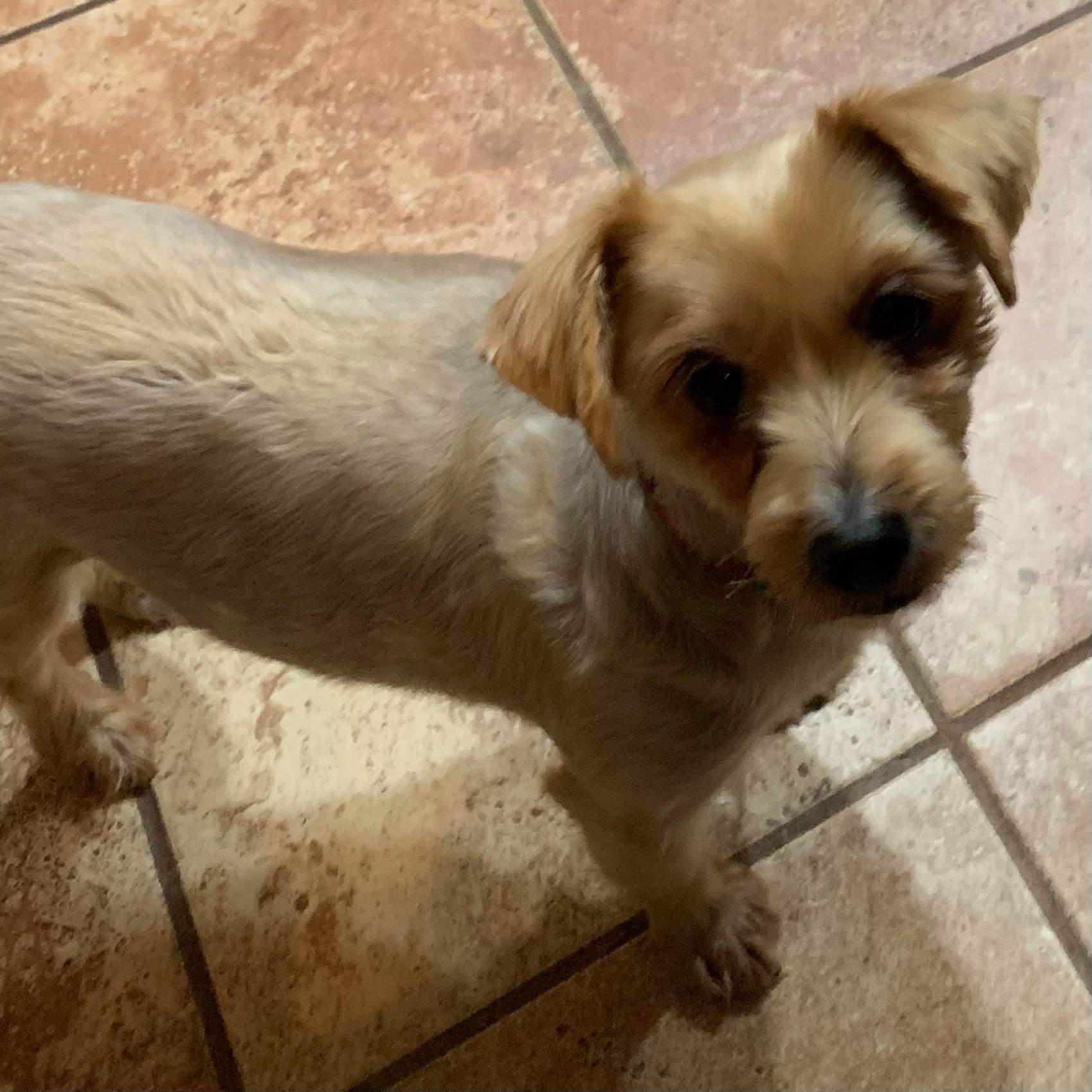 Buffalo Pug & Small Breed Rescue, Inc.