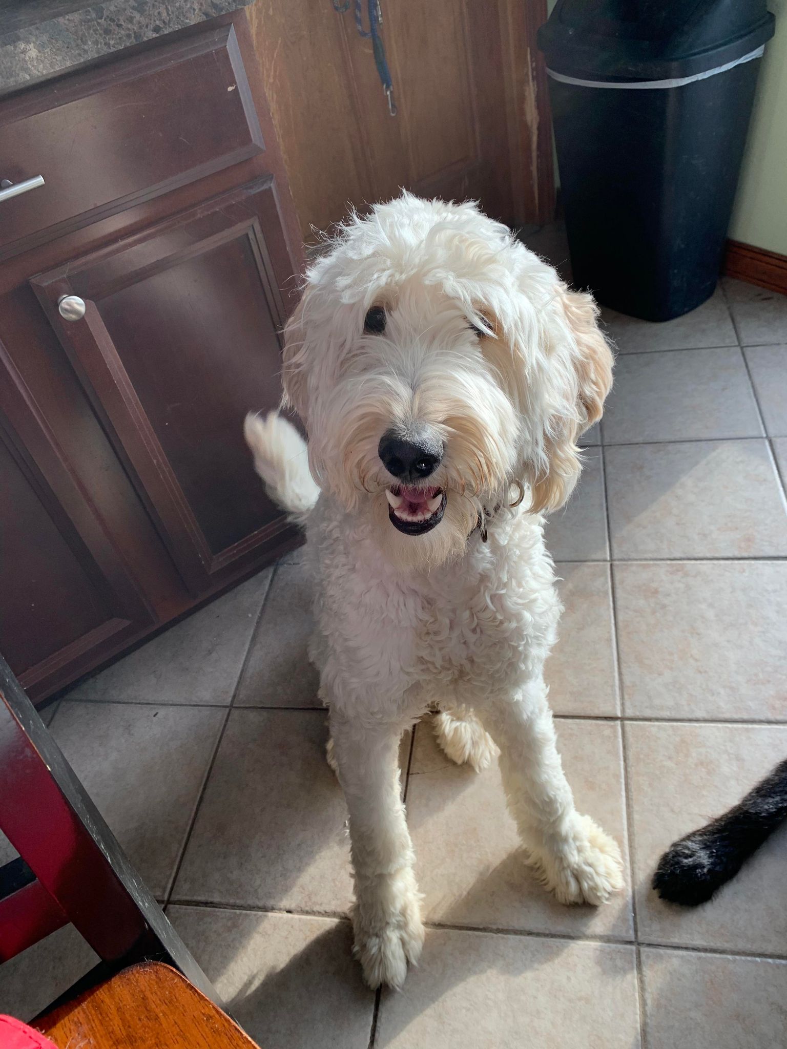 Buffalo Pug & Small Breed Rescue, Inc.