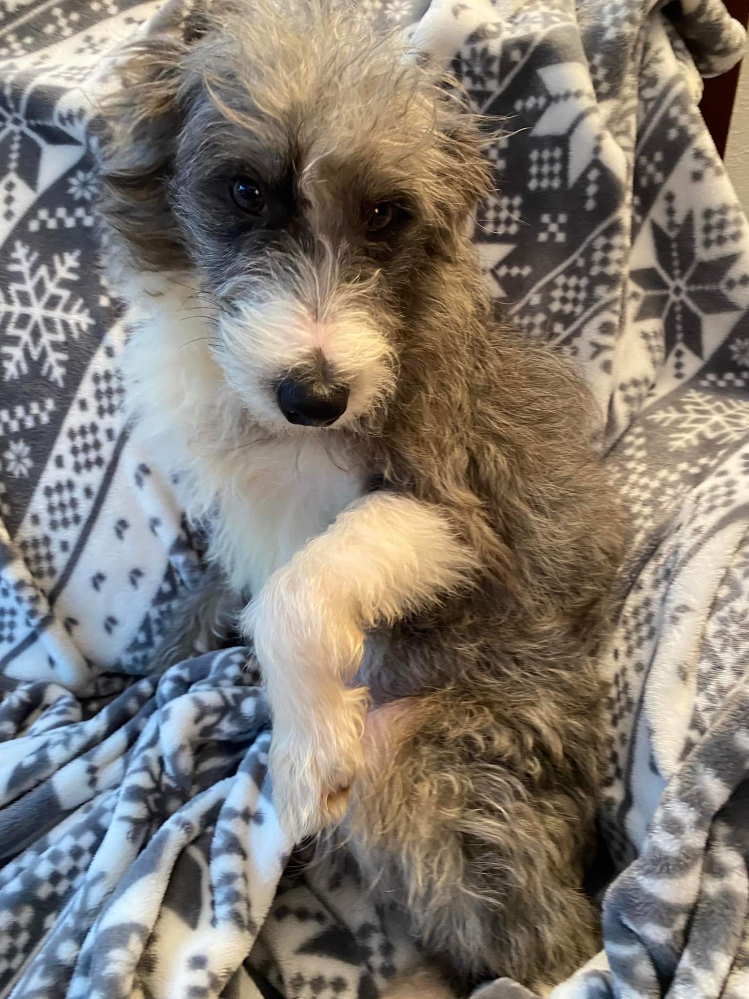 Buffalo Pug & Small Breed Rescue, Inc.