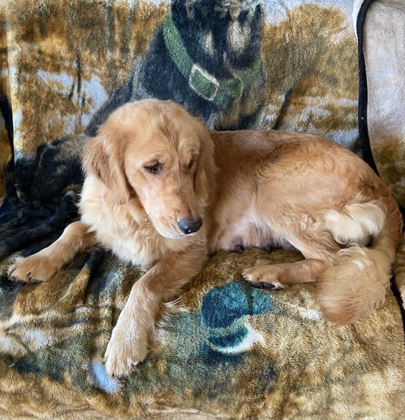 Buffalo Pug & Small Breed Rescue, Inc.