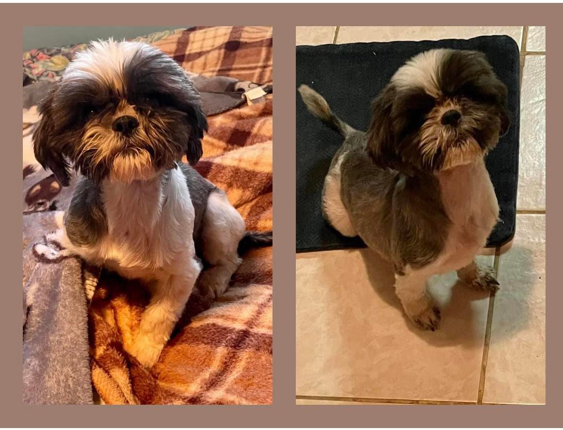 Buffalo Pug & Small Breed Rescue, Inc.