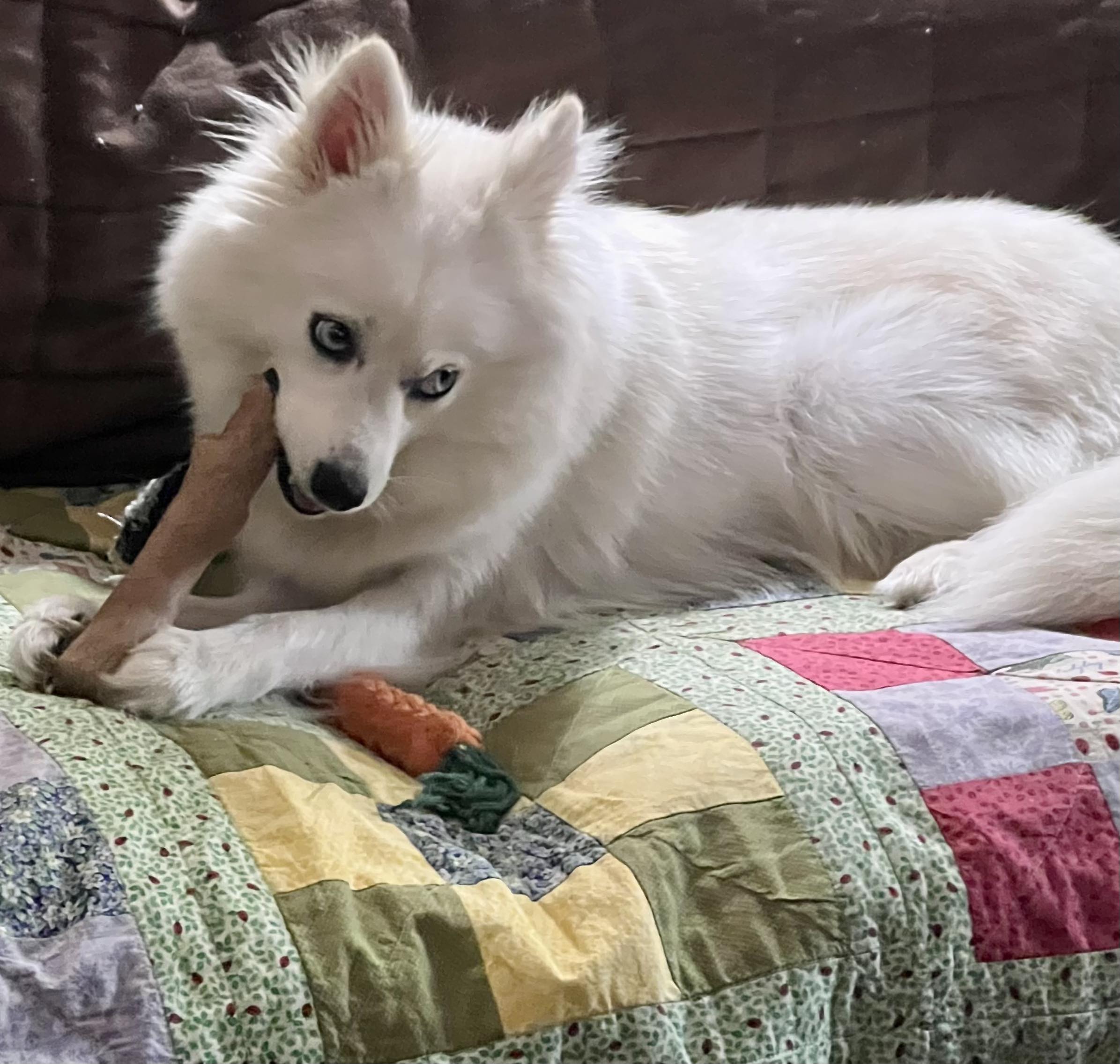 Buffalo Pug & Small Breed Rescue, Inc.