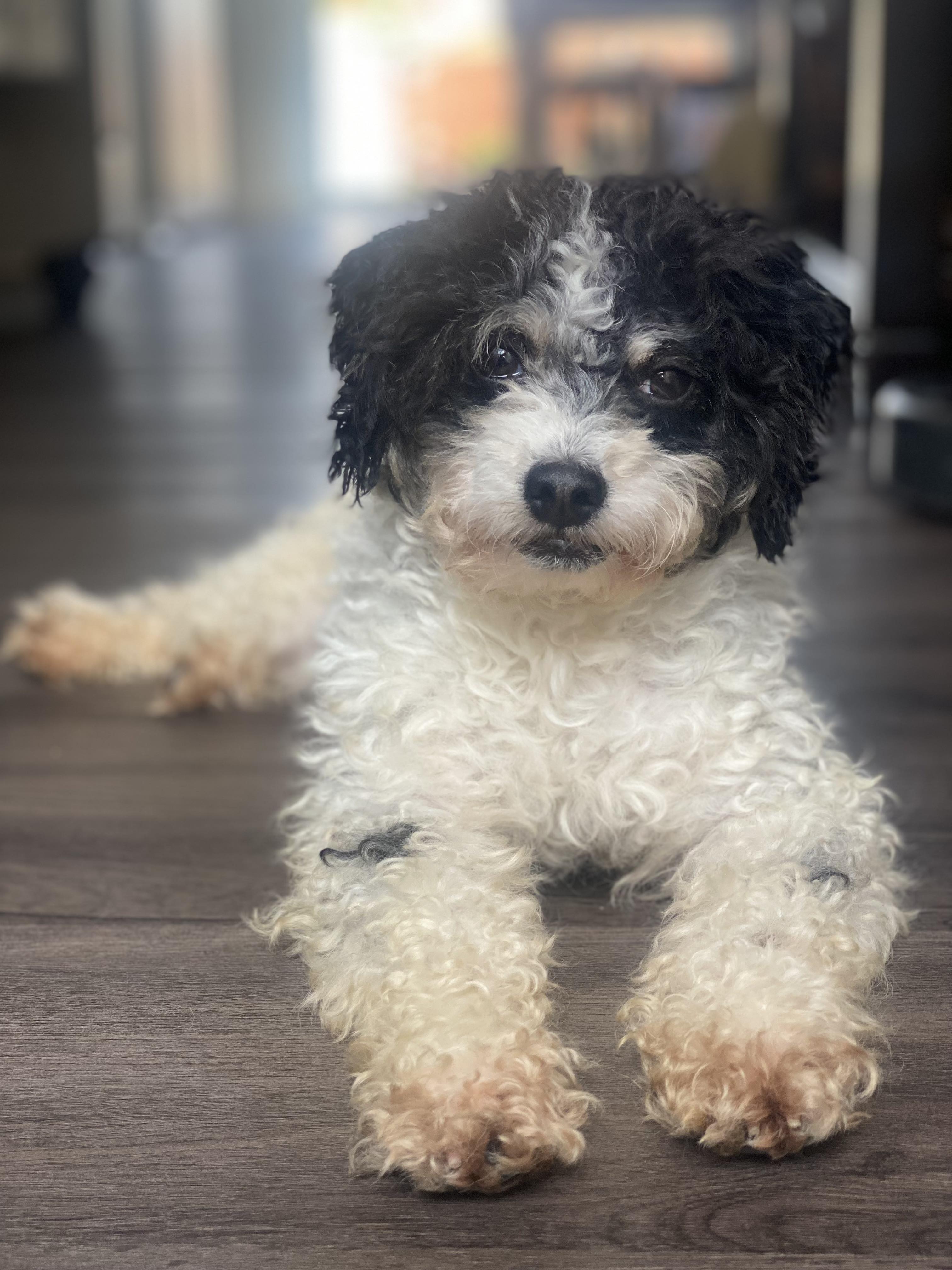 Buffalo Pug & Small Breed Rescue, Inc.