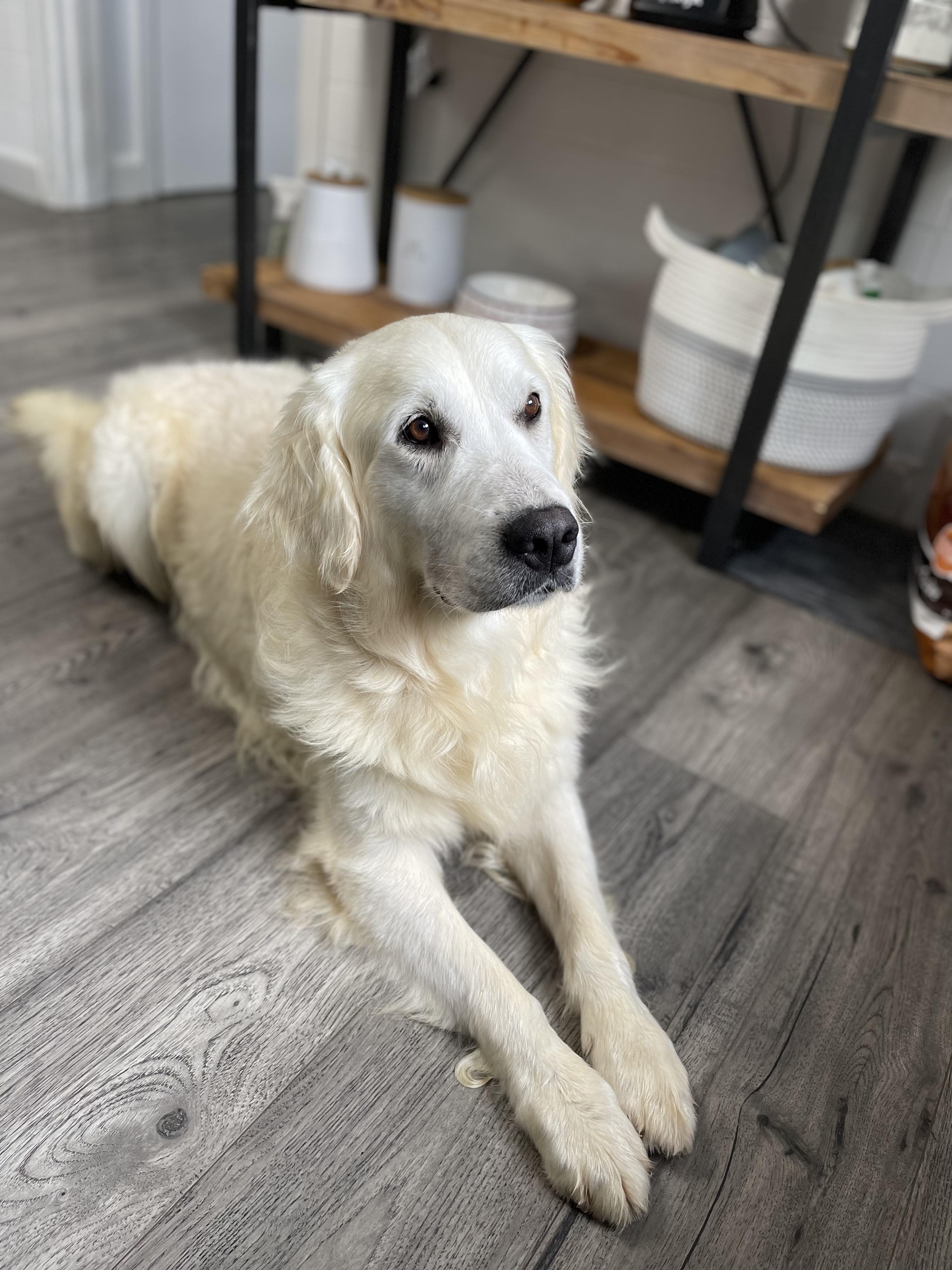 Buffalo Pug & Small Breed Rescue, Inc.