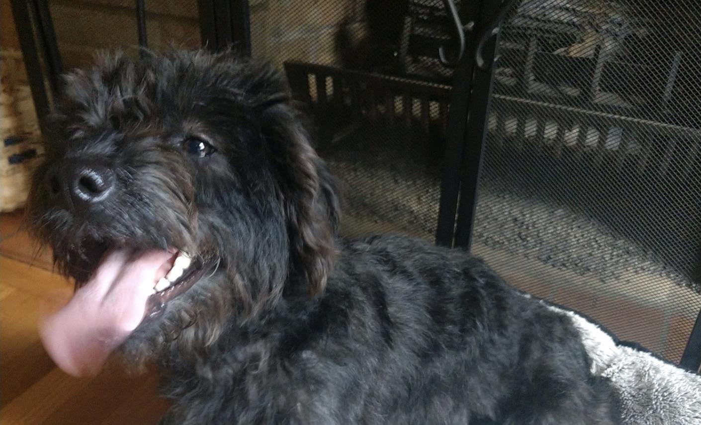 Buffalo Pug & Small Breed Rescue, Inc.