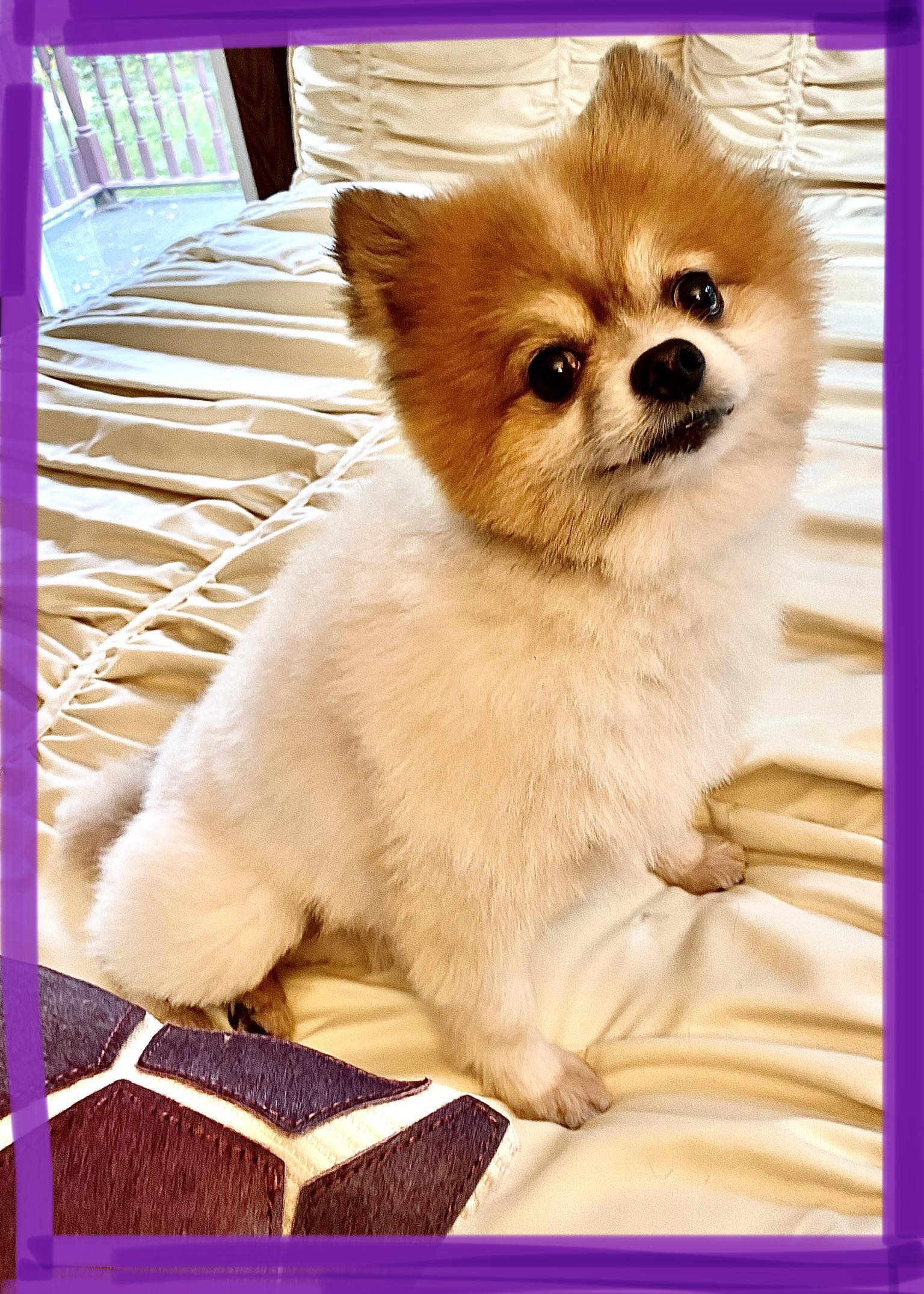 Buffalo Pug & Small Breed Rescue, Inc.