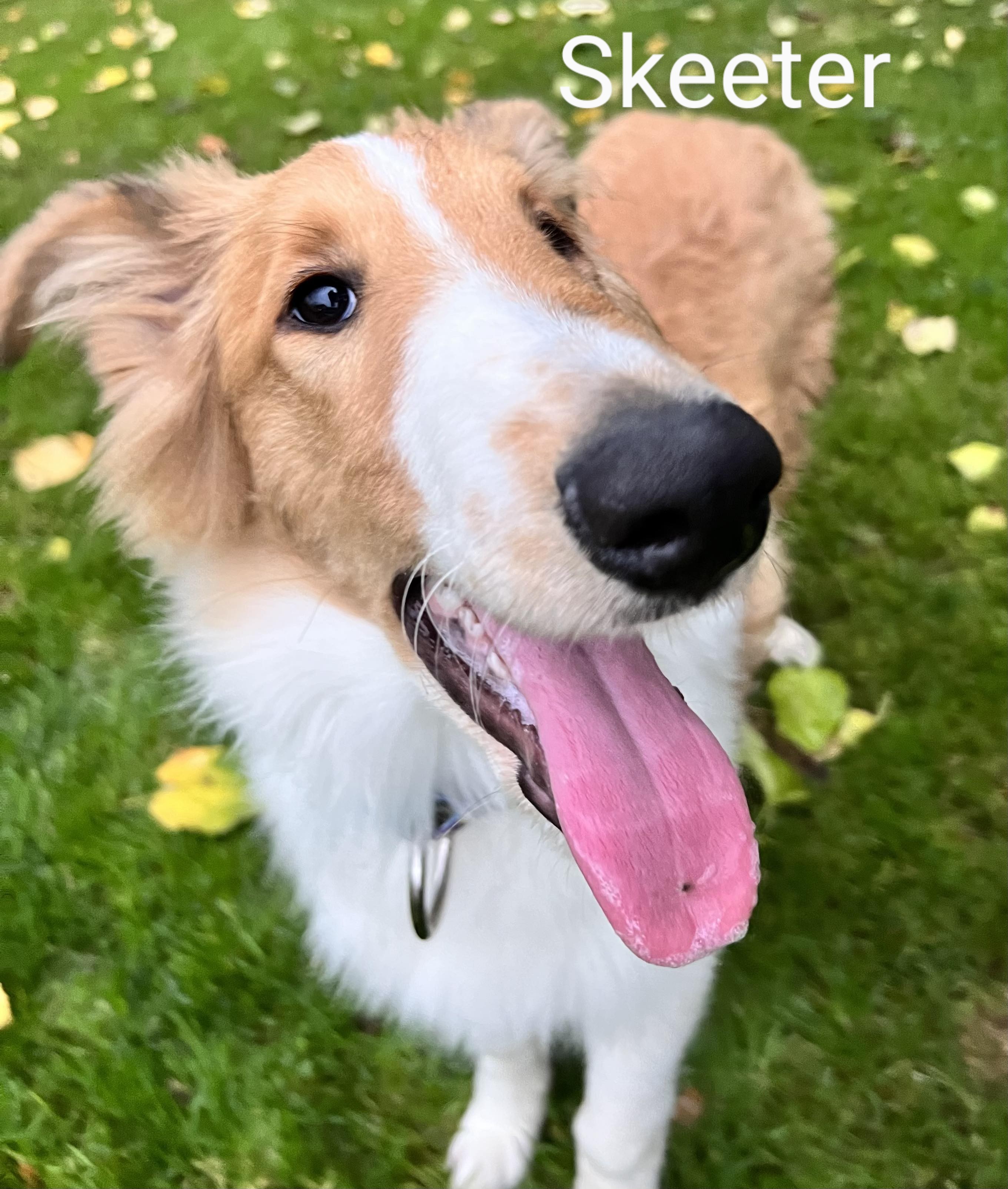 Buffalo Pug & Small Breed Rescue, Inc.