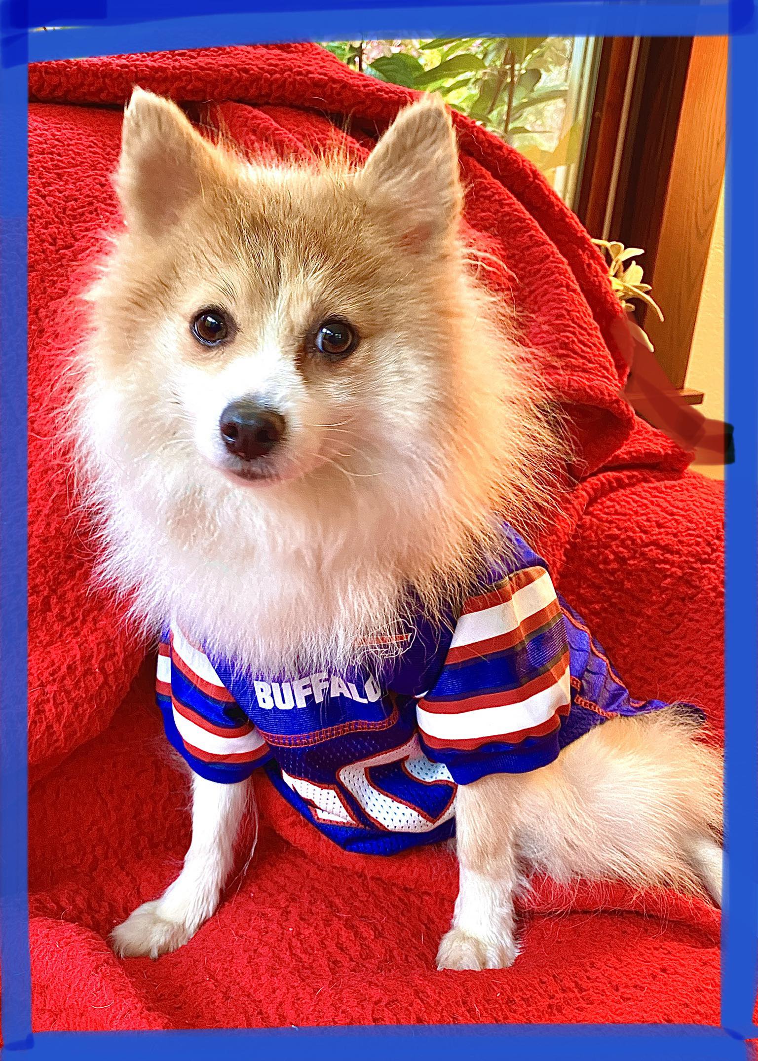 Buffalo Pug & Small Breed Rescue, Inc.