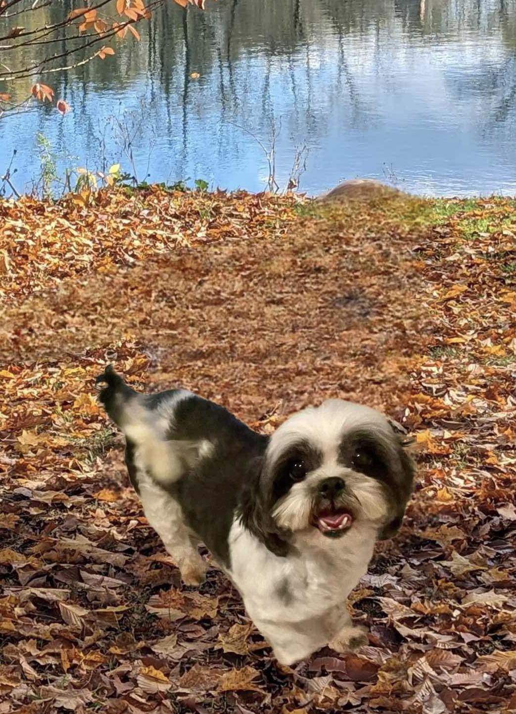 Buffalo Pug & Small Breed Rescue, Inc.