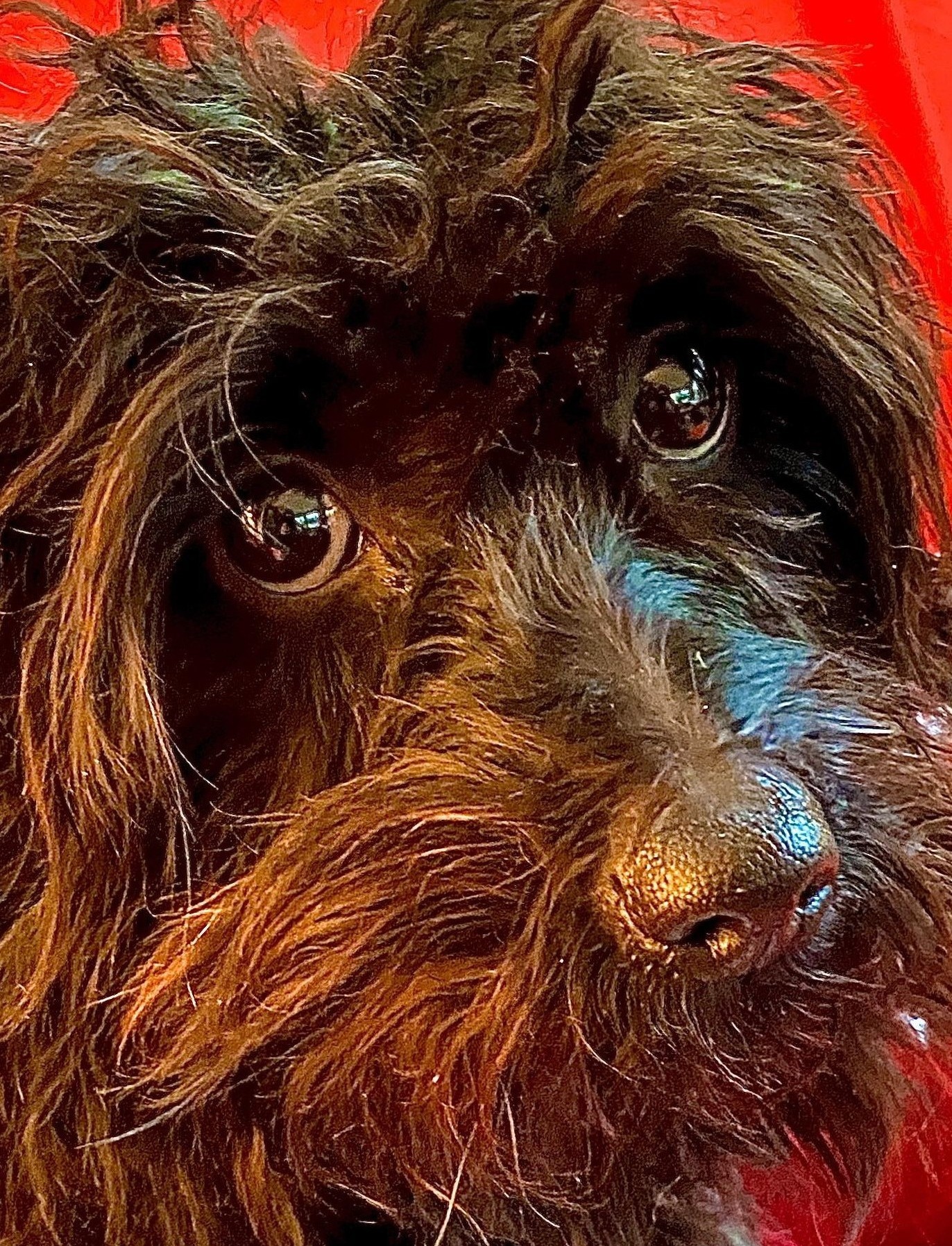 Buffalo Pug & Small Breed Rescue, Inc.