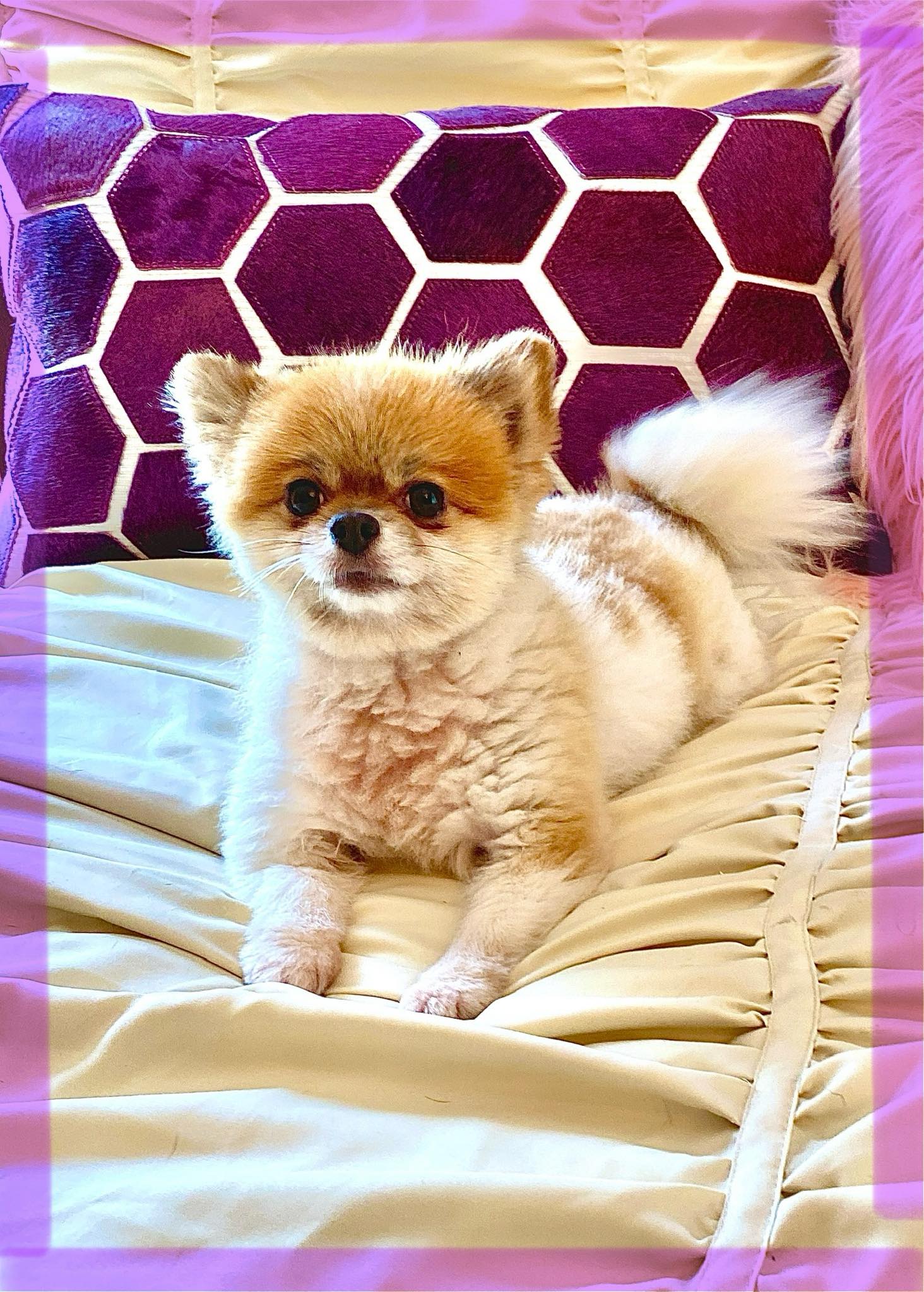 Buffalo Pug & Small Breed Rescue, Inc.