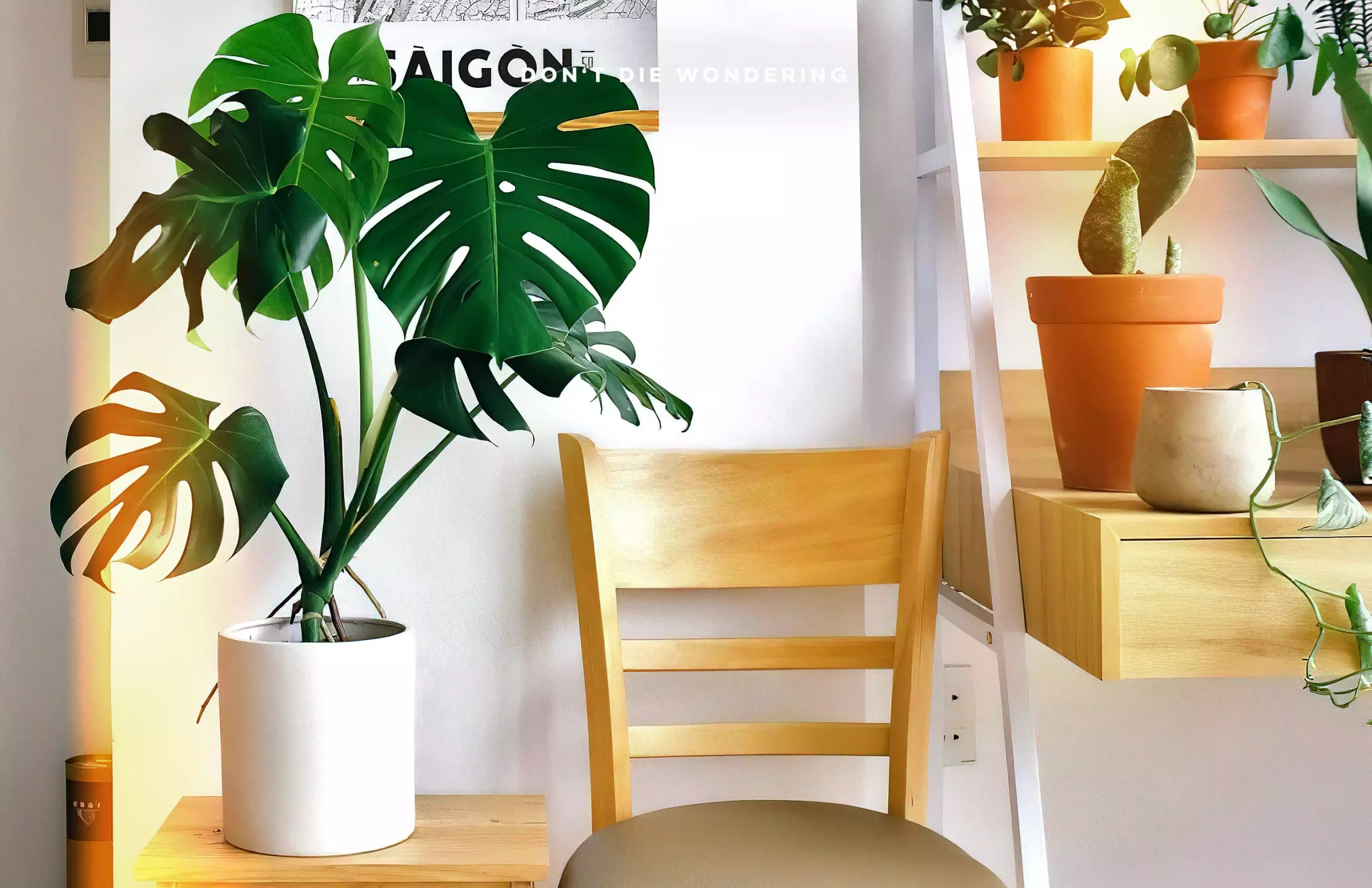 The World's Most Expensive House Plants DDW