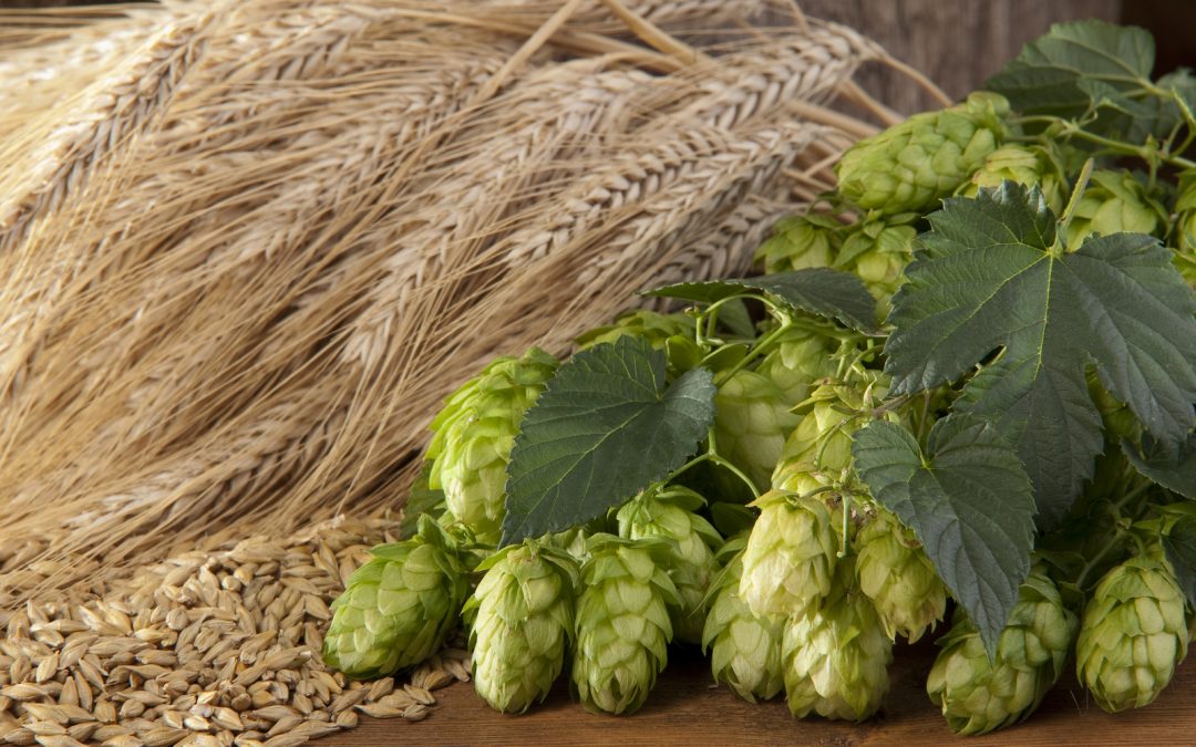 Backer Farm Advances Application for FarmBased BreweryBacker Brewing Project