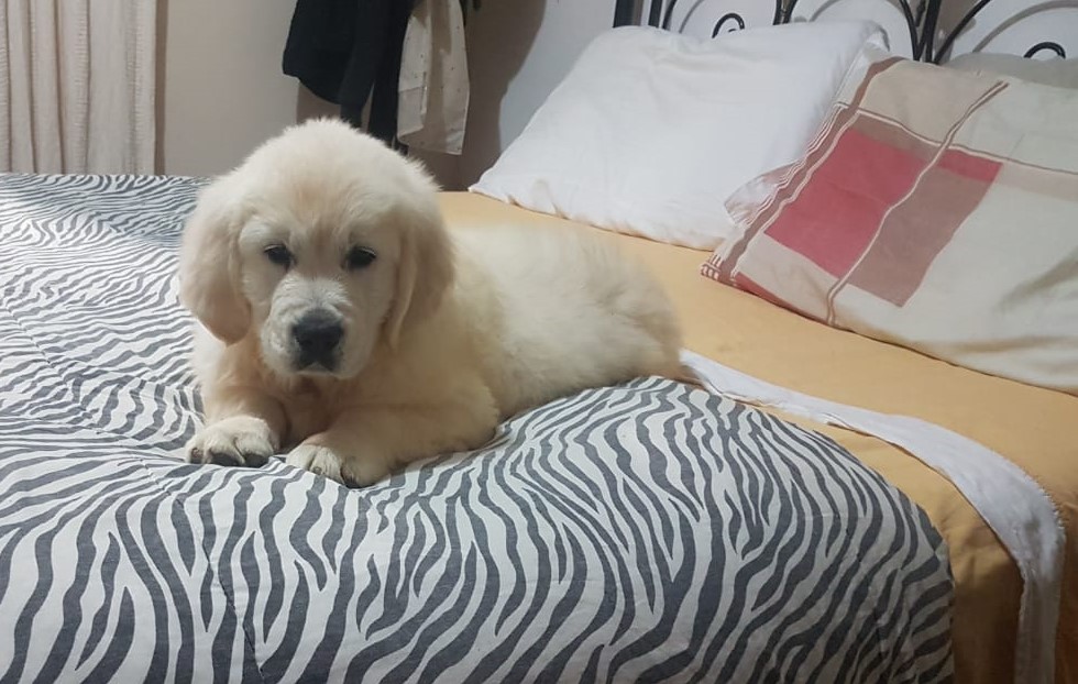 Backfields Goldens Tradição e Qualidade em genética desde 1994