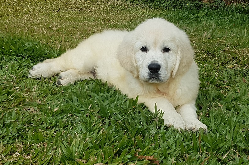 Backfields Goldens Tradição e Qualidade em genética desde 1994