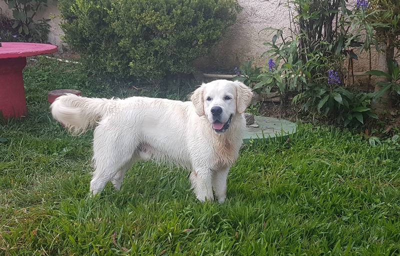 Backfields Goldens Tradição e Qualidade em genética desde 1994