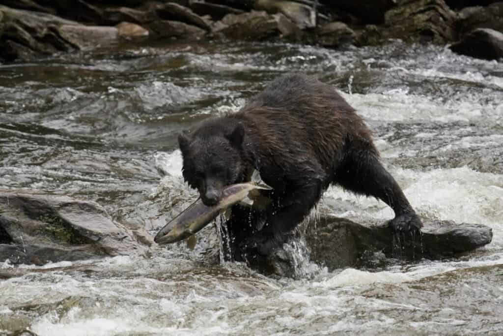 .45 ACP for Bear Protection Best ammo, and if it’s enough • Air Gun Maniac