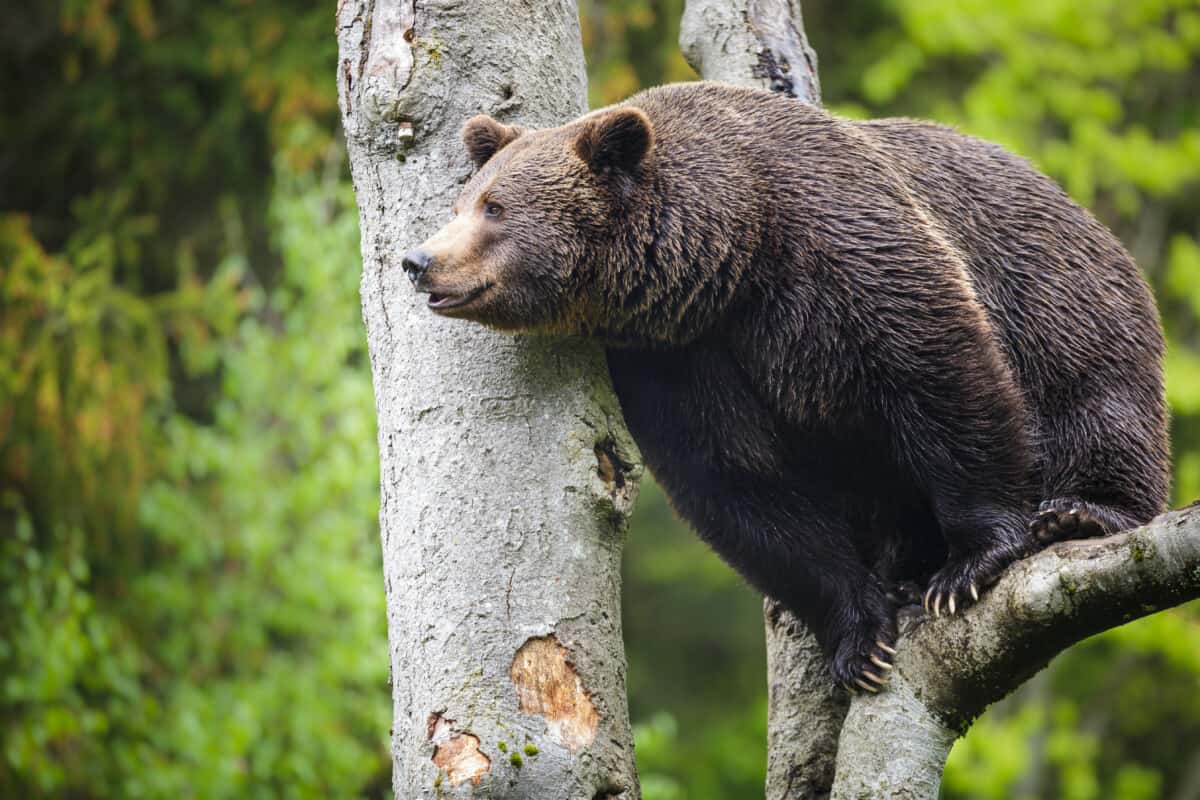 .45 ACP for Bear Protection Best ammo, and if it’s enough Backfire