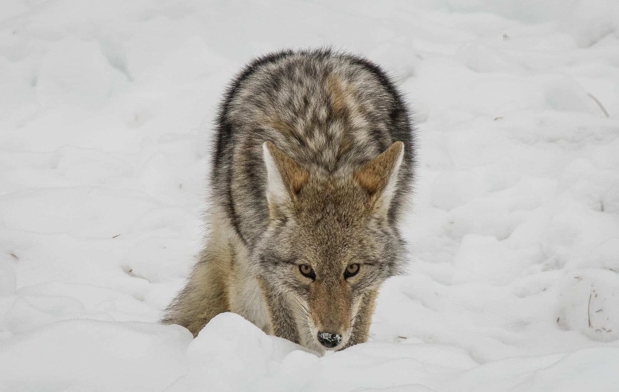 Michigan Coyote Hunting Guide Laws, tips, and where to hunt Backfire