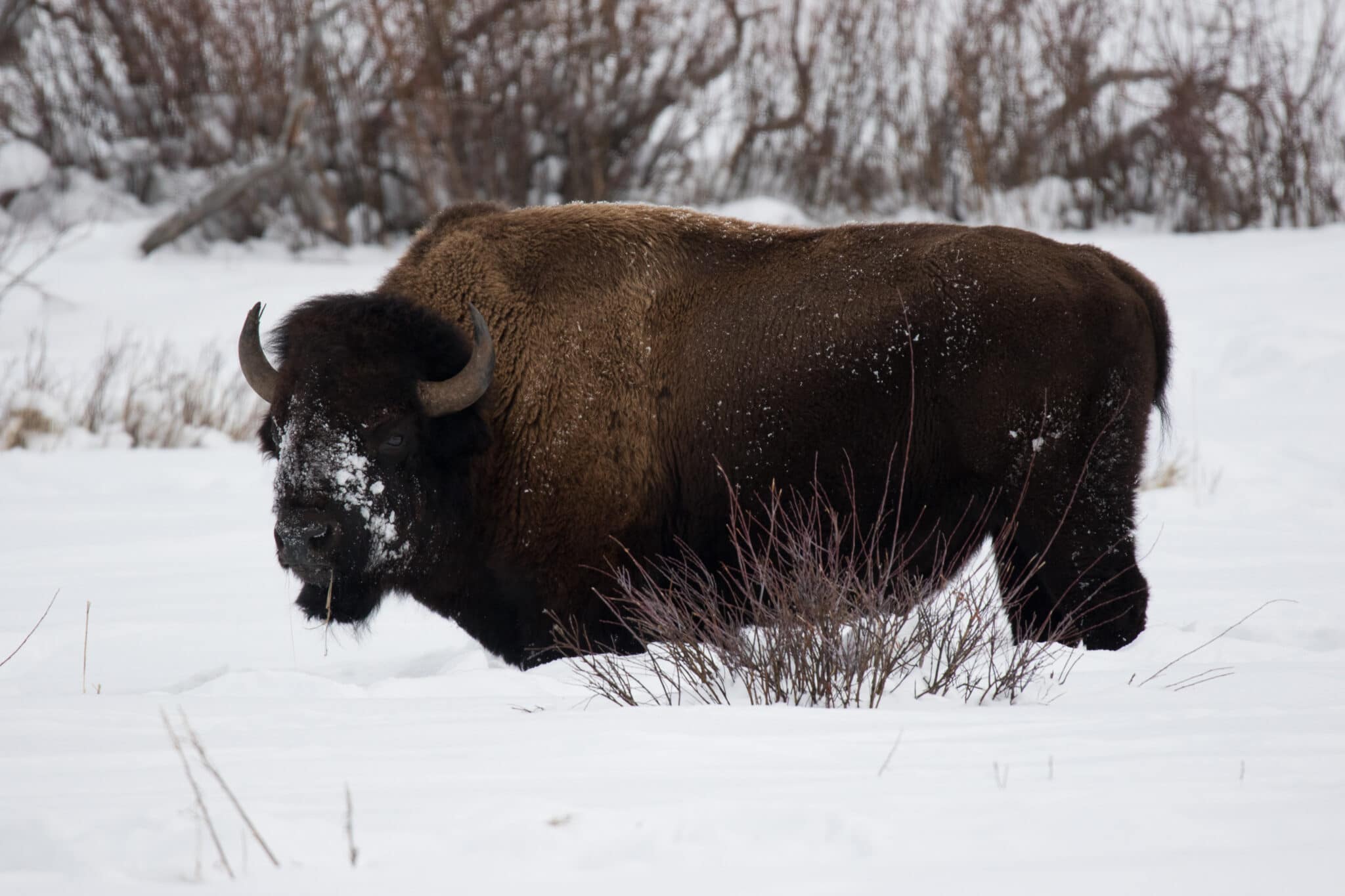 5 Best Cartridges and Calibers for Bison Hunting Backfire