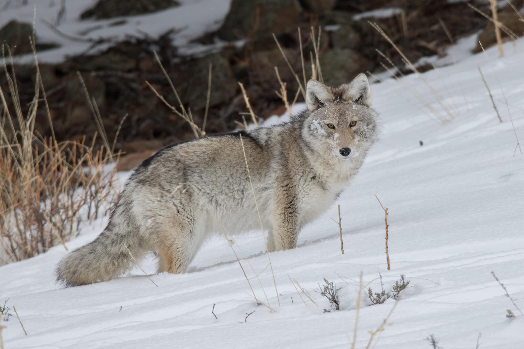 Michigan Coyote Hunting Guide Laws, tips, and where to hunt Backfire