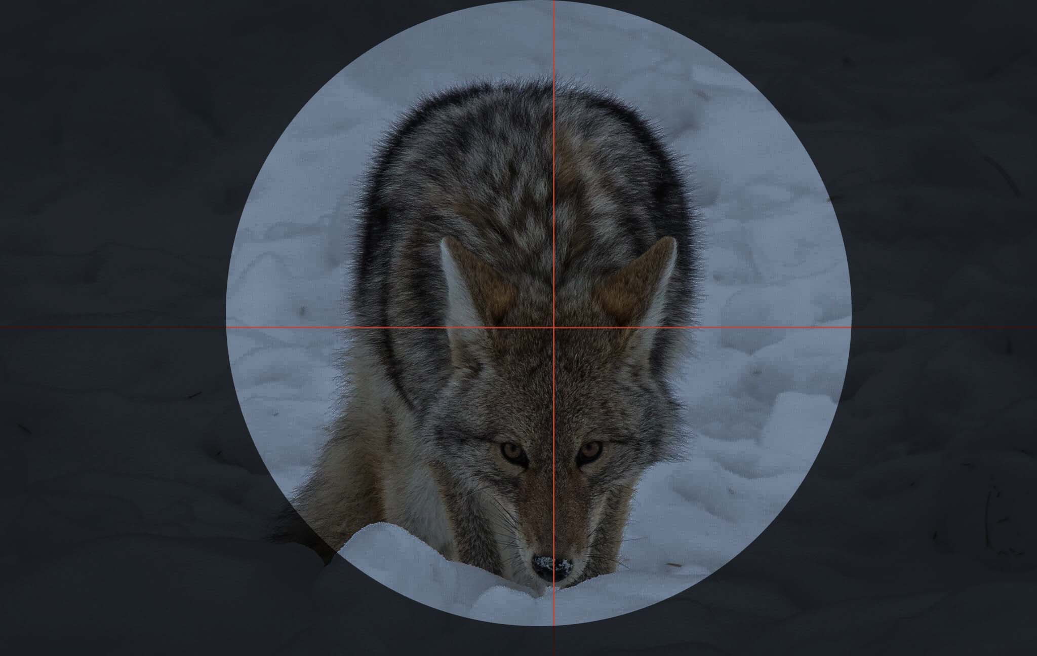 7 Perfect Spotlights for Hunting Coyotes or Hogs at Night Backfire