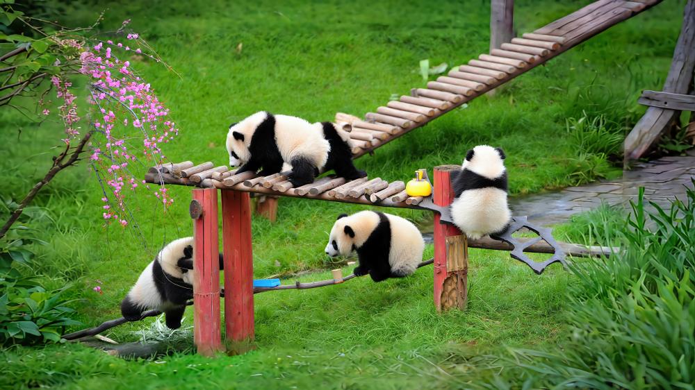 Pandas At Play backiee