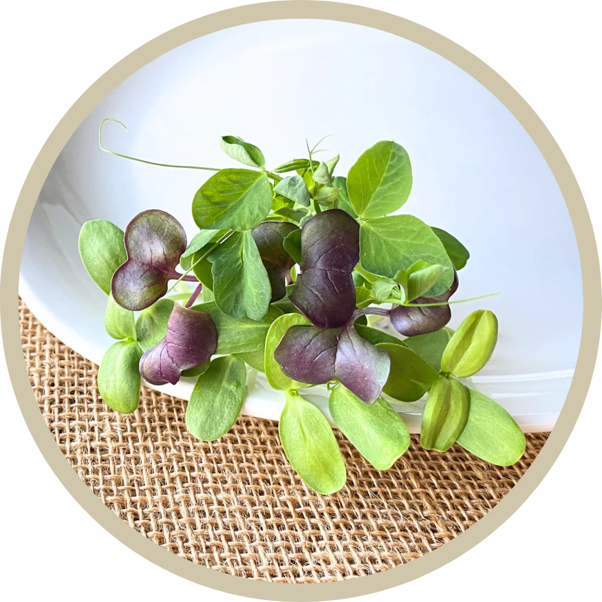 Text Reminder Sign Up Back Mountain Microgreens