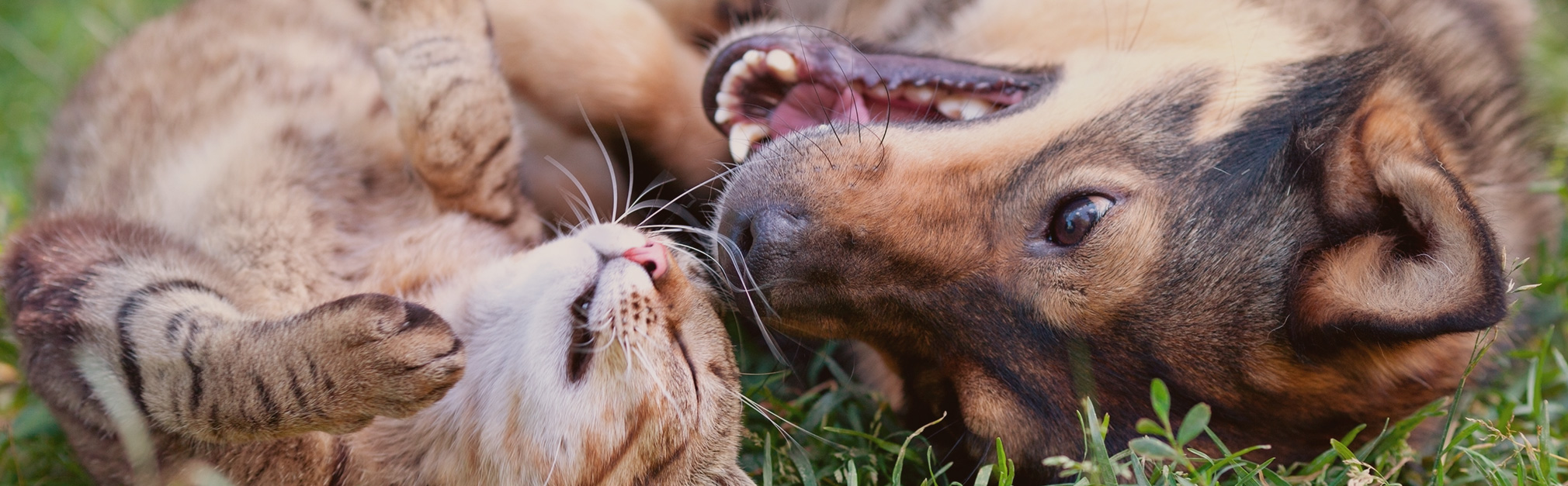 Pet Hospital in Dallas, PA Back Mountain Veterinary Hospital