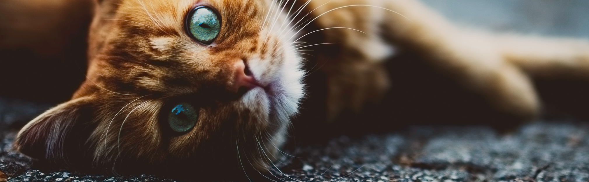 Veterinarian in Dallas, PA Back Mountain Veterinary Hospital