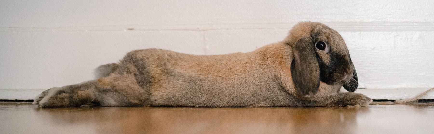 Veterinarian in Dallas, PA Back Mountain Veterinary Hospital