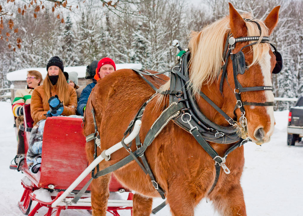 Winter Sleigh Rides Back of Beyond Equine Centre