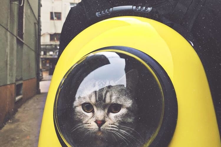 10 Best Backpacks for Kindergarten in 2021 Buyer's Guide Backpack